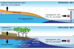 2020 Coastal wetlands carbon source - carbon sink - Anna Blacka