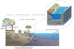 2021 - Groundwater and estuary cross section - Anna Blacka