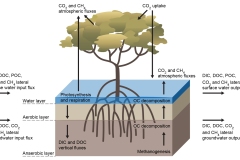2021 - Mangrove cross-section and groundwater - Anna Blacka