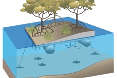 2022 Floating mangrove pontoon - Anna Blacka