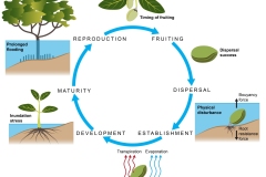 2023 Tide influences on Mangrove distribution - Mangrove lifecycle - Anna Blacka