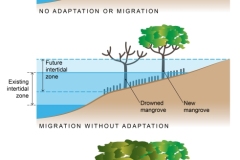 2023 Tide influences on Mangrove distribution - rising sea levels - Anna Blacka