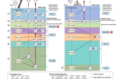 2024 Fresh wetland and saline wetland - sediment layers - Anna Blacka