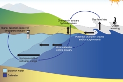 2025 DCCEEW - Climate change and human impacts on estuarine salinity dynamics - coastal processes - Anna Blacka