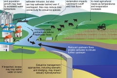 2025 DCCEEW - Climate change and human impacts on estuarine salinity dynamics - human impacts - Anna Blacka
