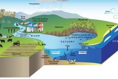 2025 DCCEEW - Estuarine salinity dynamics and environmental and human dependencies - Anna Blacka
