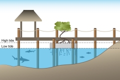 2025 Project Halo - Floating mangrove pontoon - Jetty - Anna Blacka